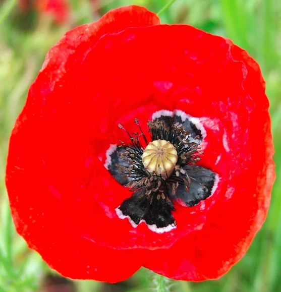 American Legion Poppy Seeds Red Corn Poppies Flanders 